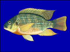 Tilapia à poitrine rouge (Tilapia rendalli).