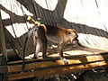 Philippine monkey at Dumaluan Beach, Panglao, Bohol, Philippines