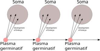 Schéma : le "plasma germinatif" se transmet de génération en génération (trois générations représentées dans le schéma), la transfert du plasma germinatif vers le soma (le reste du corps) est à sens unique.