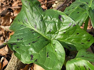 Plettet Arum (Arum maculatum).