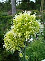 Allium obliquum