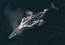 Blue whale (Balaenoptera musculus)