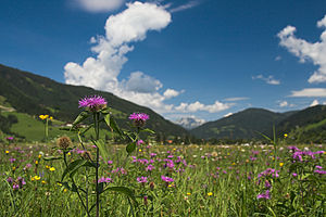 Panorama ekosistema u Alpa