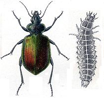 Grote poppenrover (Calosoma sycophanta) met larve