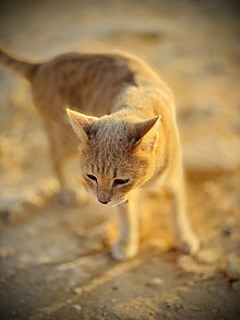 Cypriot Cat wandering around Cape Greco.