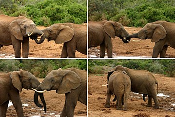 Hofmakery van Savanne-olifante in die Addo-olifant Nasionale Park