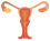 Жіноча репродуктивна система