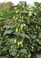 Vrouwelijke hopbloemen op een vrouwelijke plant