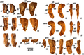 Large proximal femora