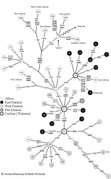 Arbre de l'ADN mitochondrial humain