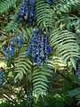 Mahonia lomariifolia