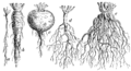 Principaux types de racines (« pivot », « en chevelu »..).