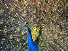 Mit aufgestelltem Schwanz wirbt der Hahn des Blauen Pfaus (Pavo cristatus) um Weibchen
