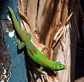 Image 19Gold dust day gecko