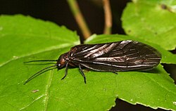 Protosialis americana