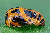 Estado pupal.