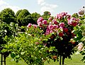 Rosarium Schönbrunn