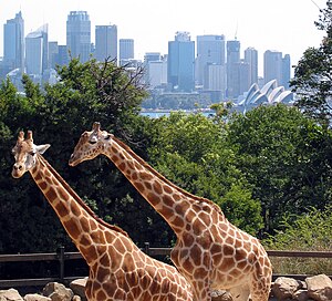 Zirafah di Zoo Taronga dengan latar langit di latar belakang.