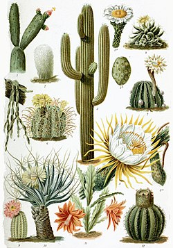 Erinevad kaktuselised
