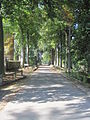 Viale di faggi verso il castello