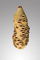 Kokervrucht van Banksia grandis