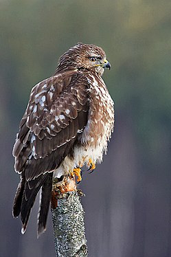 Buteo