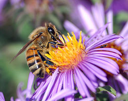 Gyűjtögető házi méh (Apii mellifica)