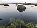 En 800 meter landtange med smådamme fører ud til Kalø Slotsruin.