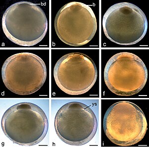 Klieving bij Aziatische mesvis en sterroblastula-vorming. (a) Fase 1: één cel (zygote) met vorming van blastodisc (bd), 1 uur: 10 minuten; (b) Fase 2: twee blastomeren (b), om 2.00 uur; (c) Fase 3: vier cellen, 2 uur: 20 minuten; (d) Fase 4: acht cellen, 2 uur: 42 minuten; (e) Fase 5: vroege morula met 16 cellen, 3 uur: 45 minuten; (f) Fase 6: asynchrone blastomeren tot circa 32 cellen, 4 uur: 30 minuten; (g) Fase 7: blastula met compacte knopachtige blastodisc, 6 uur: 25 minuten; (h) Fase 8: platte blastula met uitzettende dooierzak syncytium (ys), ronde top van het blastoderm op de bovenkant van de dooier, 7:40; (i) Stadium 9: late blastula, het oppervlak van blastoderm lijkt glad en bedekt een deel van de dooier, maar de cellen zijn nog steeds duidelijk te onderscheiden, 8 uur: 35 minuten. Schaalbalk = 1 mm.