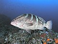 Nassau grouper (Epinephelus striatus)