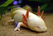 Axolotl (Ambystoma mexicanum)