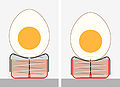 Le pique-œuf met la chambre à air en contact avec l'extérieur sans percer la membrane coquillière interne.