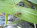 Вероятно, какой-то вид из рода Радужница (Donacia) на листе стрелолиста