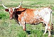 Longhorn texano