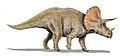 Triceratops horridus impressa