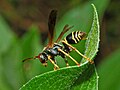 P. fuscatus from Quebec with yellow abdominal stripes, lacking both spots and red markings