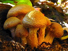 Young orangeish bulbous mushrooms are covered in shaggy, scale-like hairs.