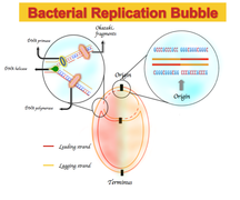 Bacteria Bidirectional DNA Replication