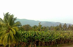 Banana fields near Etikoppaka