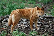 Dingo (Canis lupus dingo)