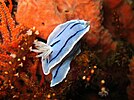 Chromodoris willani at the 'Drop Off' divesite, Verde Island, Philippines.