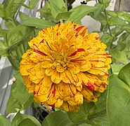 An orange Common Zinnia flower