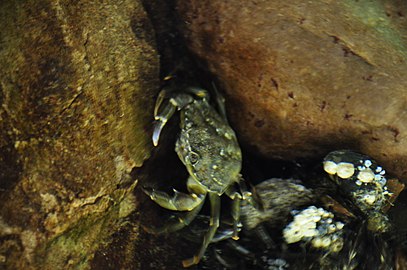 Краба у "Sea Life Centre" у Блекпулу