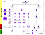 Schematic view. Well-defined lineages.