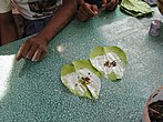 Betel quid preparation, Myanmar.