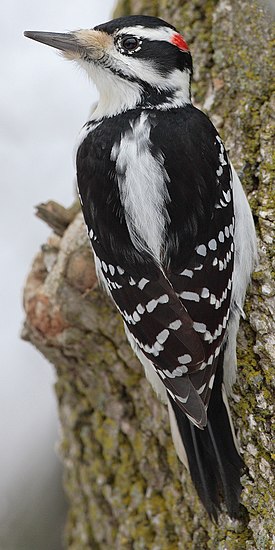 Amerikankäpytikka (Picoides villosus)