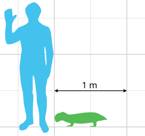 Size of Pristerodon mackayi relative to a human