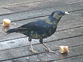 Jeune en train d'acquérir son plumage adulte