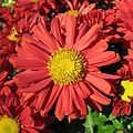 Chrysanthemum rubrum