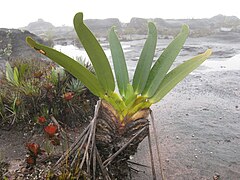 Stegolepis guianensis, mont Roraima.